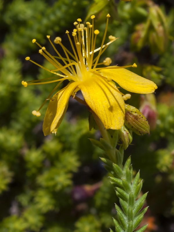Hypericum ericoides ericoides.16