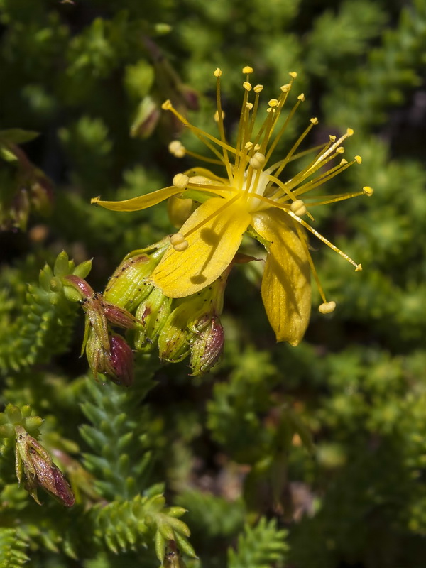 Hypericum ericoides ericoides.17
