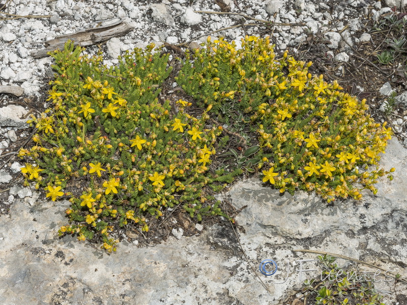 Hypericum ericoides ericoides.19