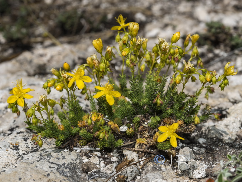 Hypericum ericoides ericoides.21