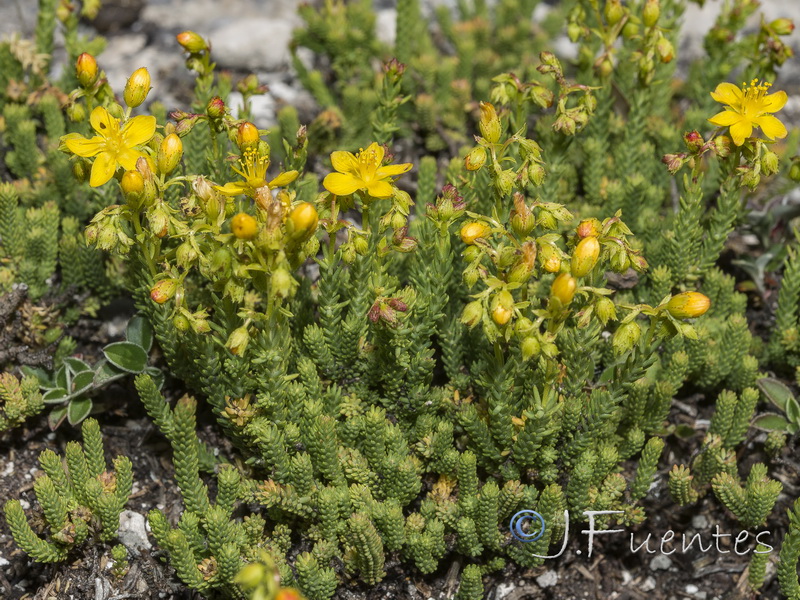 Hypericum ericoides ericoides.23