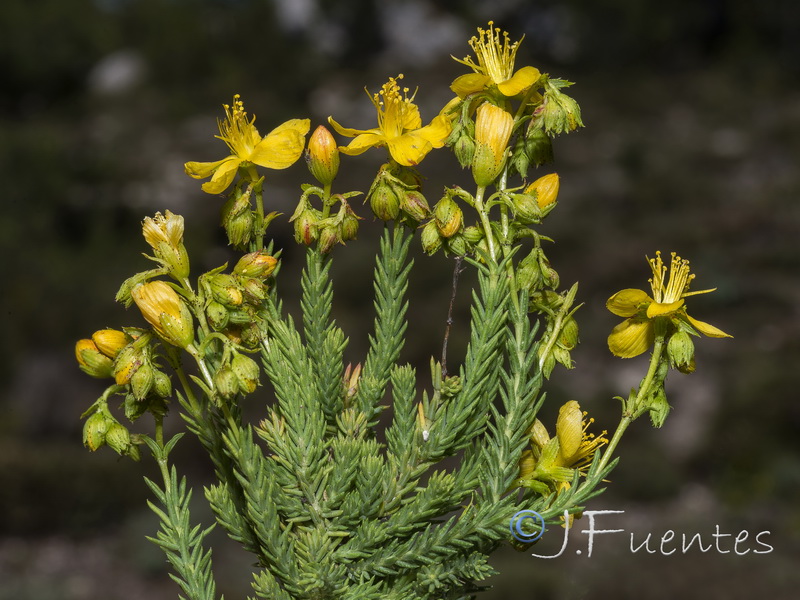 Hypericum ericoides ericoides.24