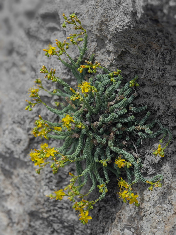 Hypericum ericoides ericoides.03