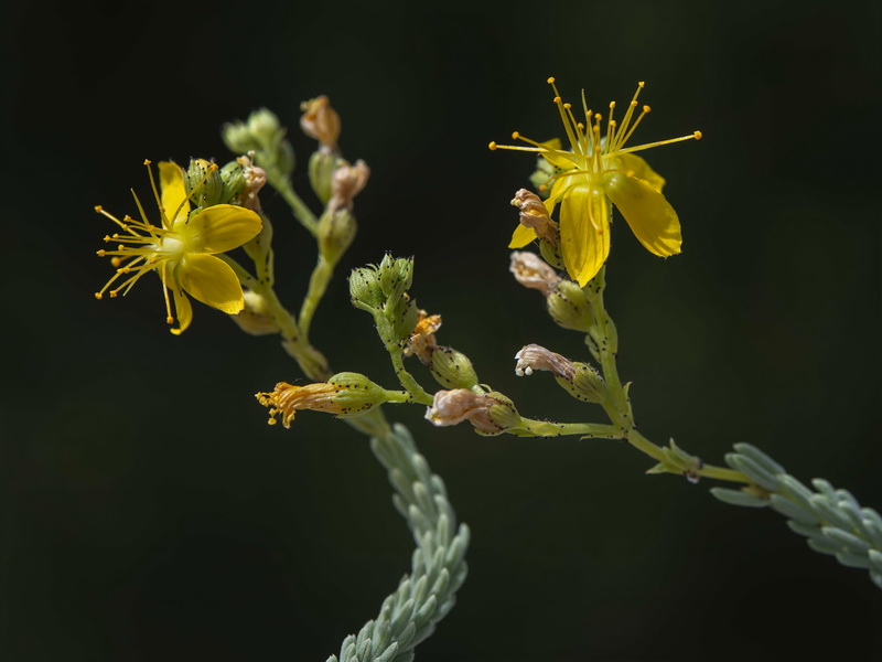 Hypericum ericoides ericoides.09