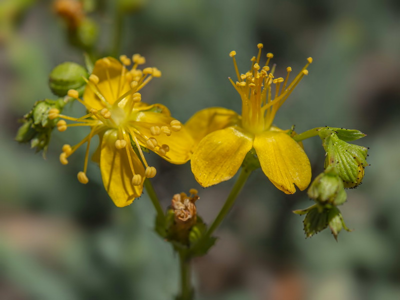 Hypericum ericoides ericoides.13