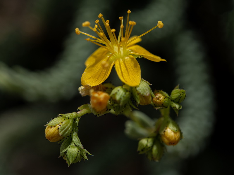 Hypericum ericoides ericoides.14