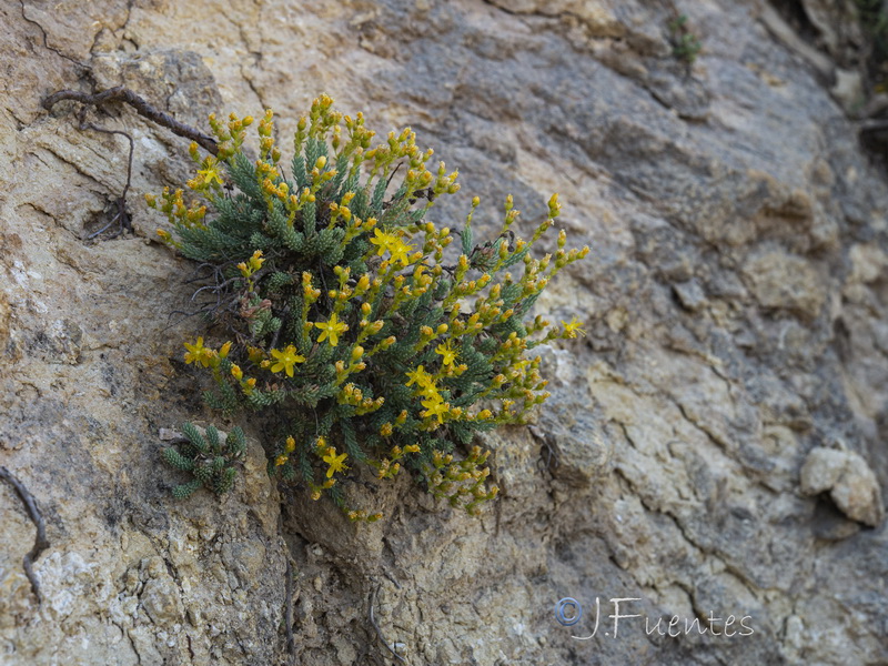 Hypericum hispanicumi.01
