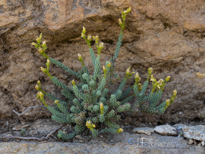 Hypericum hispanicum.05