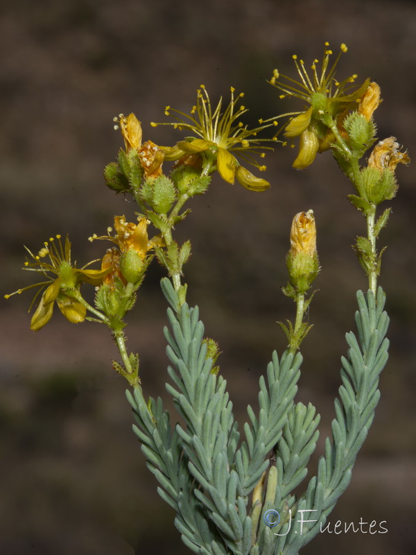 Hypericum hispanicum.09