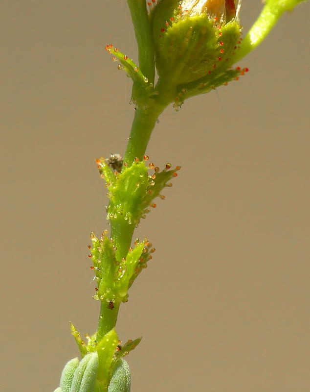 Hypericum hispanicumi.07
