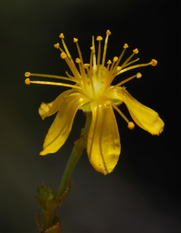 Hypericum hispanicumi.10