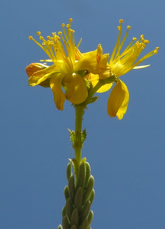Hypericum hispanicumi.12