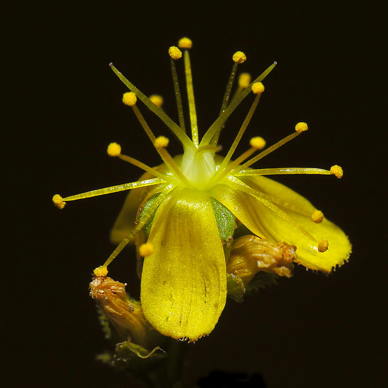 Hypericum hispanicumi.14