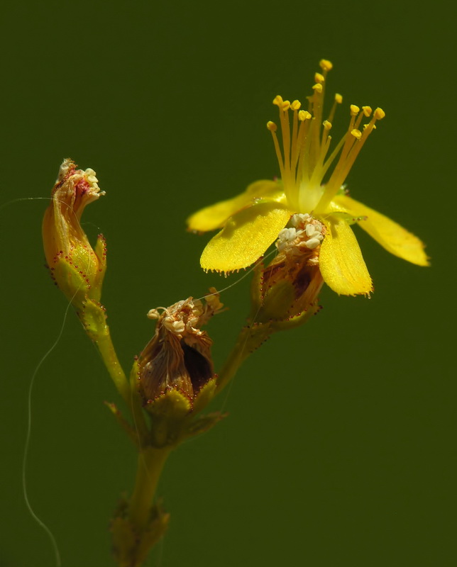 Hypericum hispanicumi.16