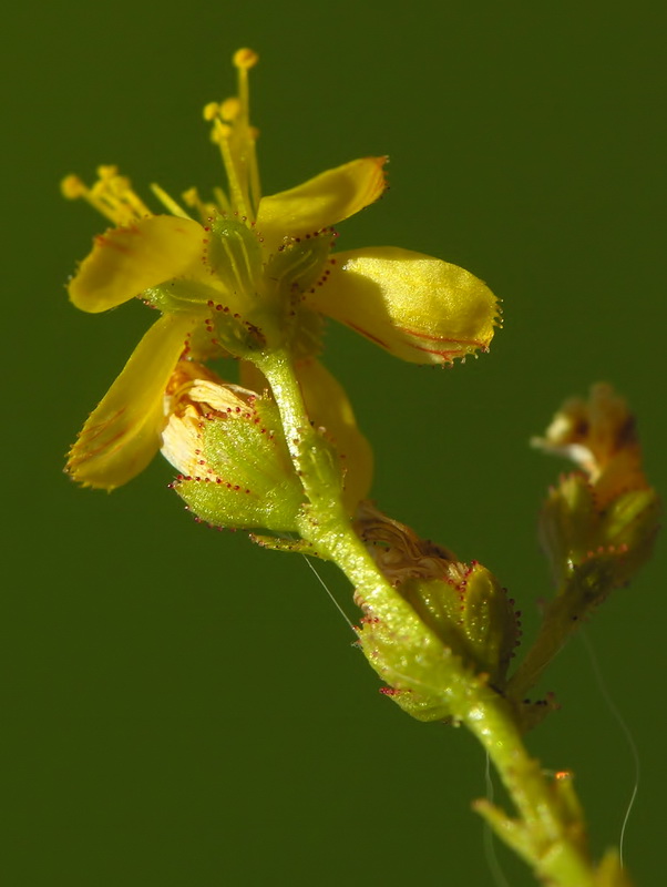Hypericum hispanicumi.17