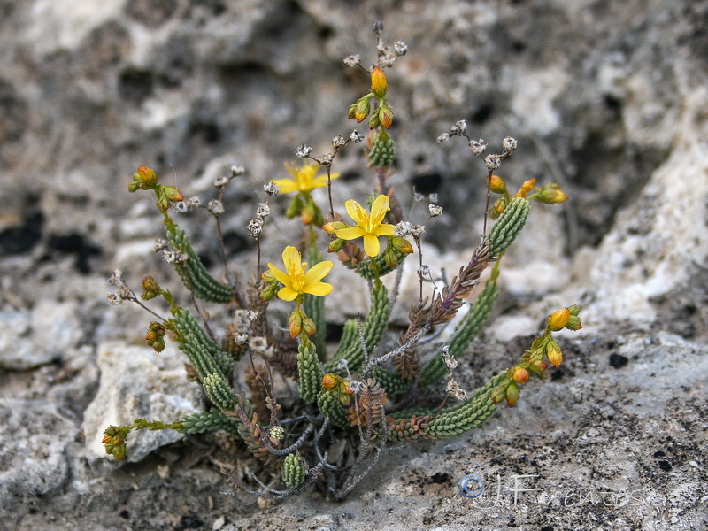 Hypericum hispanicumi.21