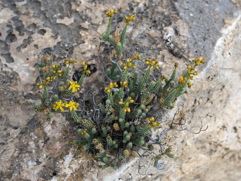 Hypericum hispanicumi.23