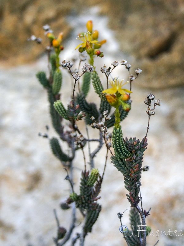 Hypericum hispanicumi.25