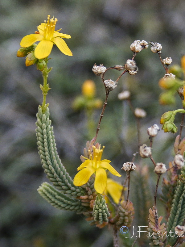 Hypericum hispanicumi.26