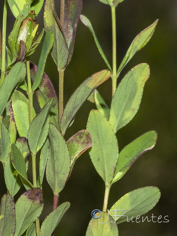 Hypericum humifusum.02