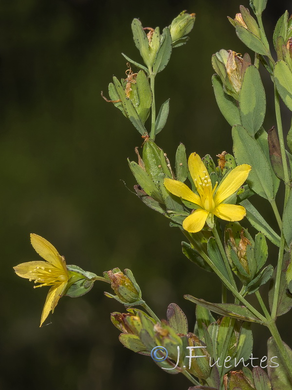 Hypericum humifusum.03