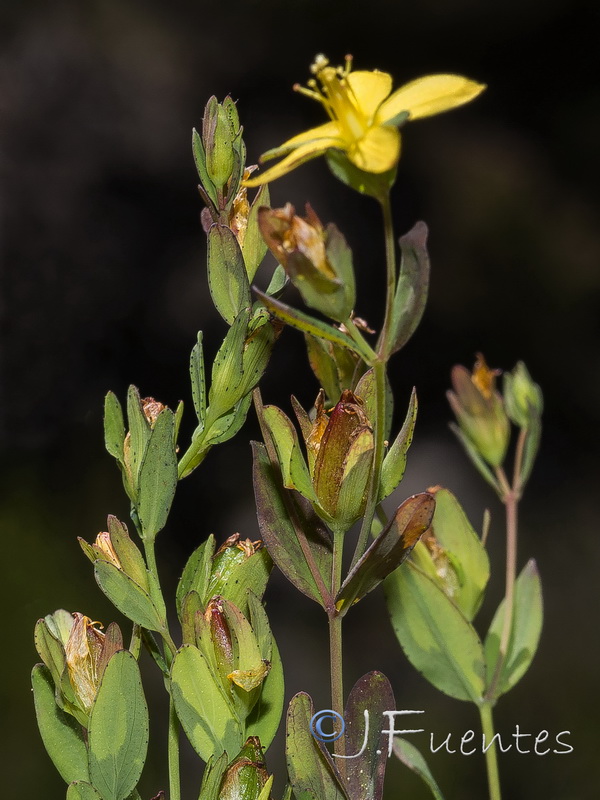 Hypericum humifusum.04