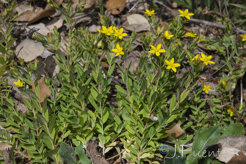 Hypericum humifusum.05
