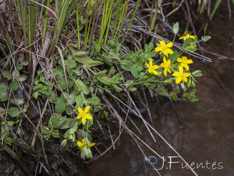 Hypericum humifusum.06