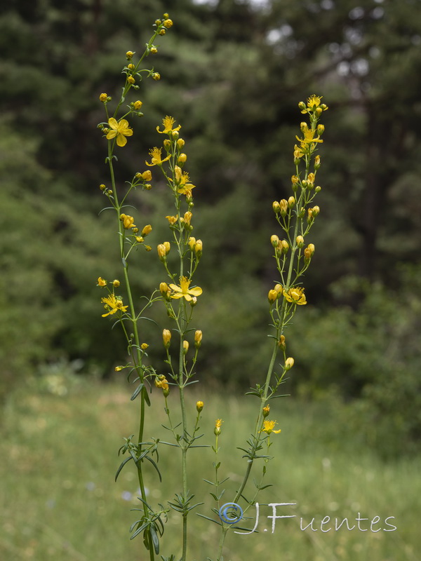 Hypericum hyssopifolium.01