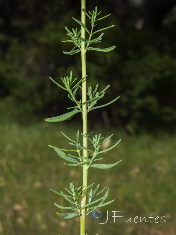 Hypericum hyssopifolium.03