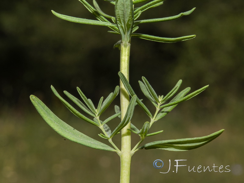 Hypericum hyssopifolium.04