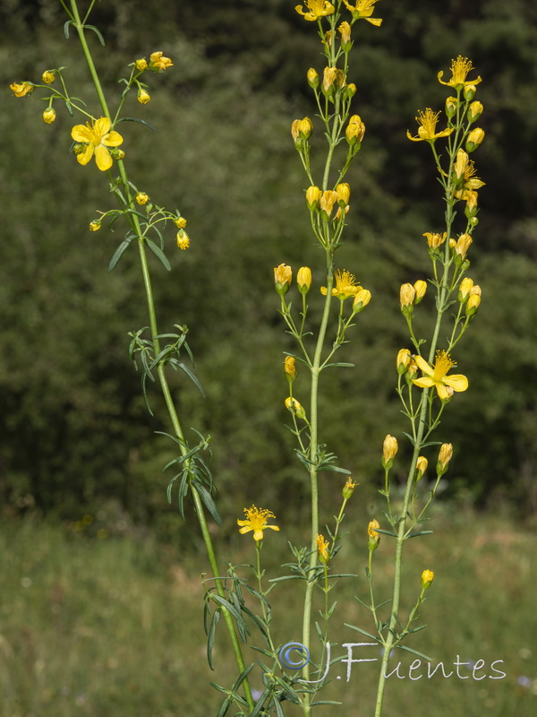 Hypericum hyssopifolium.05