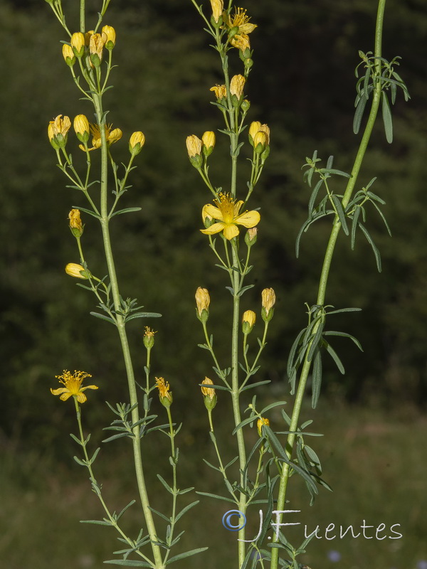 Hypericum hyssopifolium.06