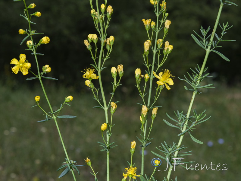 Hypericum hyssopifolium.07