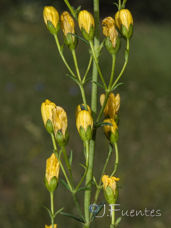 Hypericum hyssopifolium.09