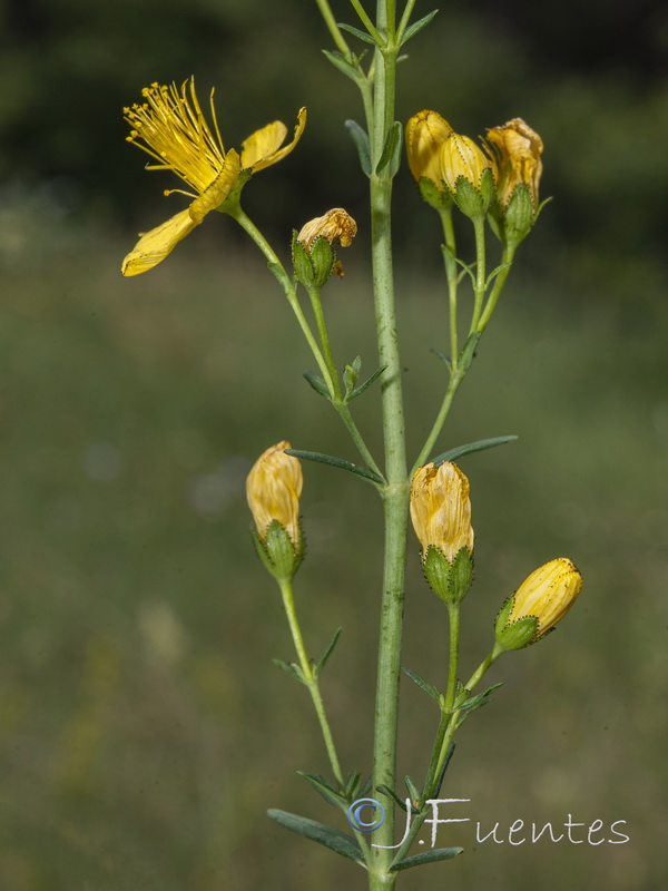 Hypericum hyssopifolium.10