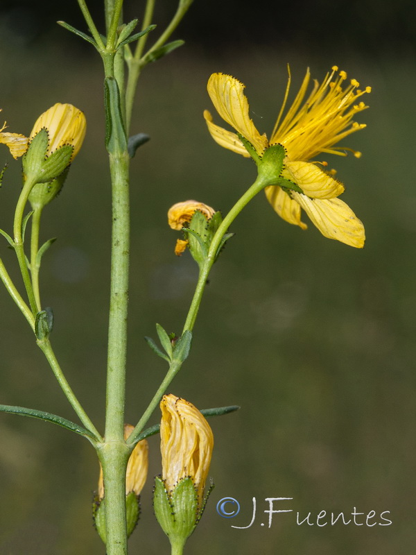 Hypericum hyssopifolium.11