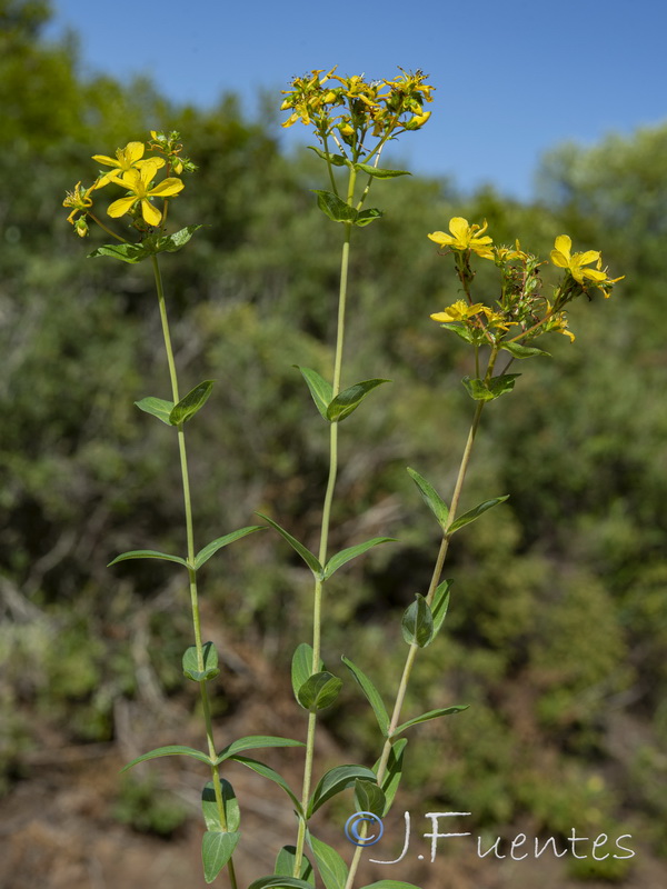 Hypericum perfoliatum.01