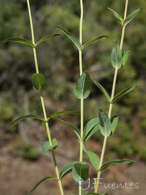 Hypericum perfoliatum.02