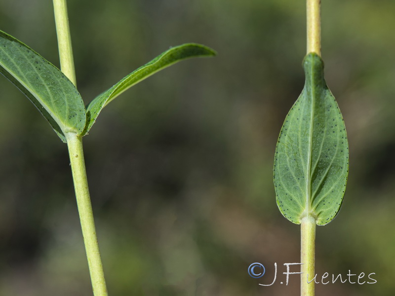 Hypericum perfoliatum.04