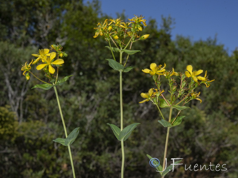 Hypericum perfoliatum.05