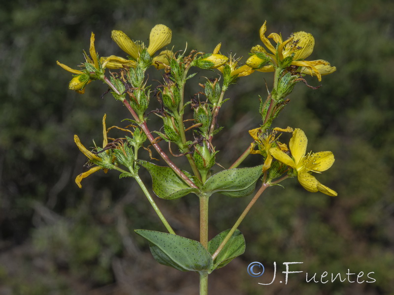 Hypericum perfoliatum.06