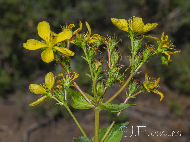 Hypericum perfoliatum.07