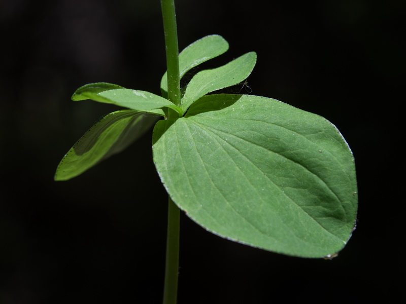 Hypericum perfoliatum.15