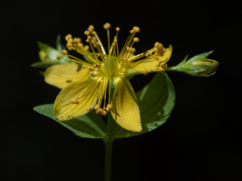 Hypericum perfoliatum.07