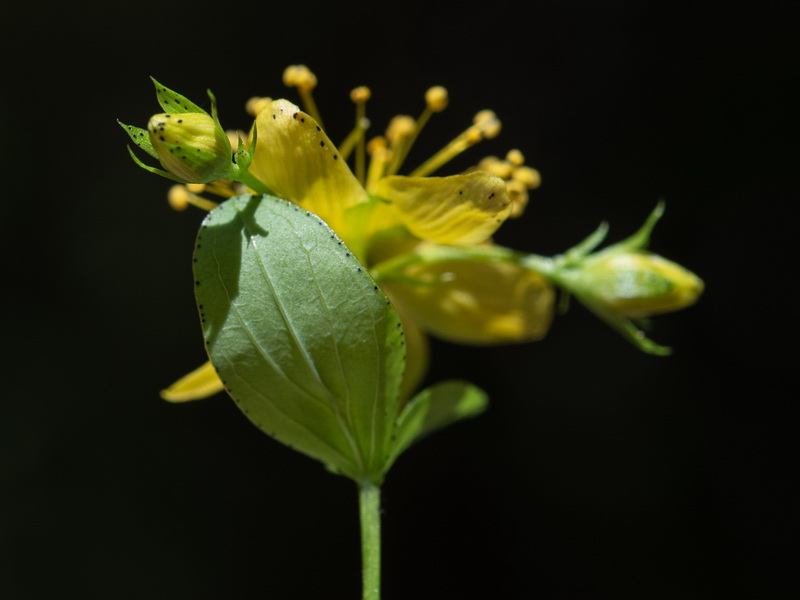 Hypericum perfoliatum.20
