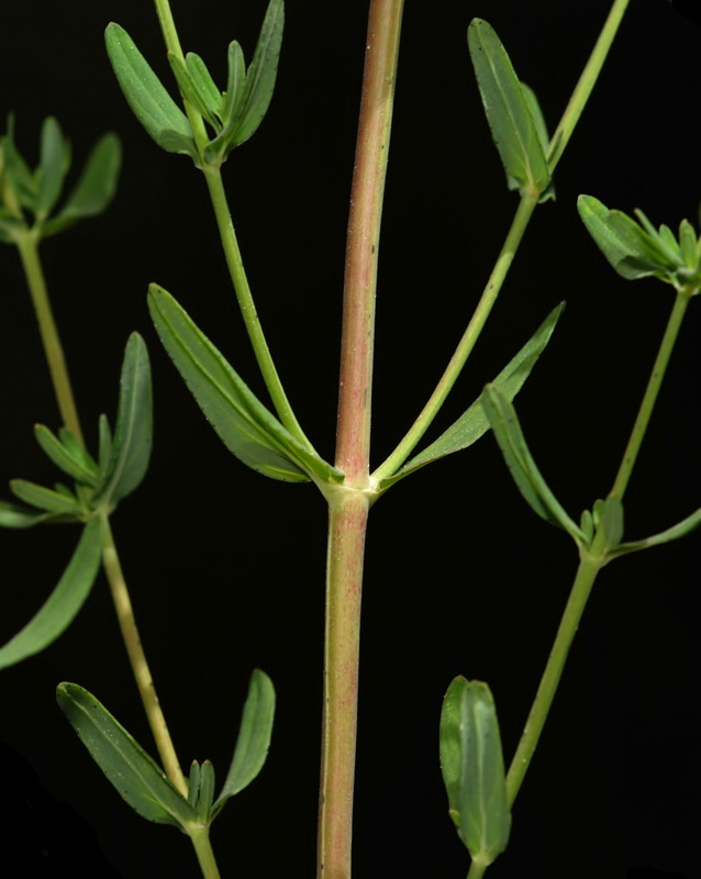 Hypericum perforatum perforatum.02