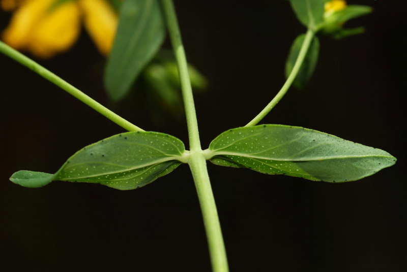 Hypericum perforatum perforatum.05