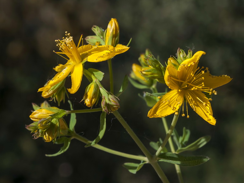 Hypericum perforatum perforatum.08