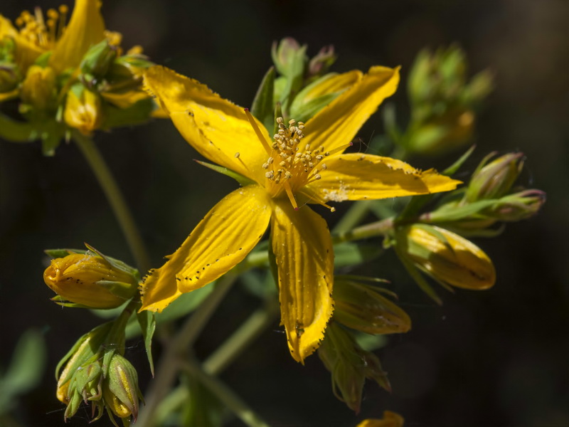 Hypericum perforatum perforatum.10